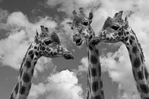 alice-le-guiffant-communication-non-violente-girafes