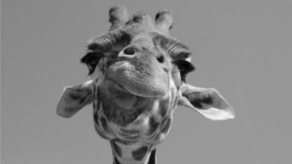 alice-le-guiffant-communication-non-violente-Girafe-sourirante