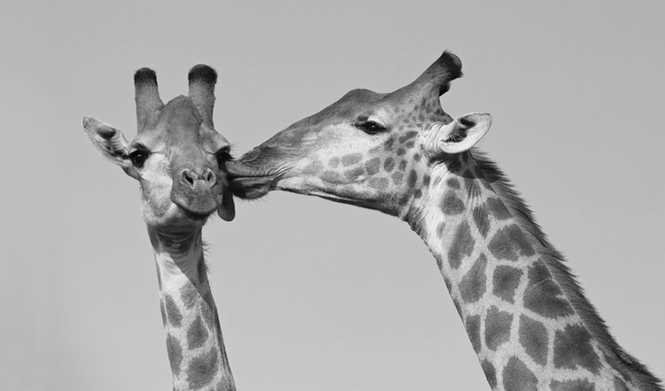 alice-le-guiffant-communication-non-violente-bisou-de-girafe