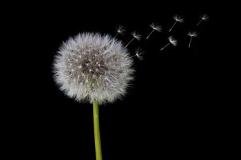 alice-le-guiffant-newsletter-tournesol