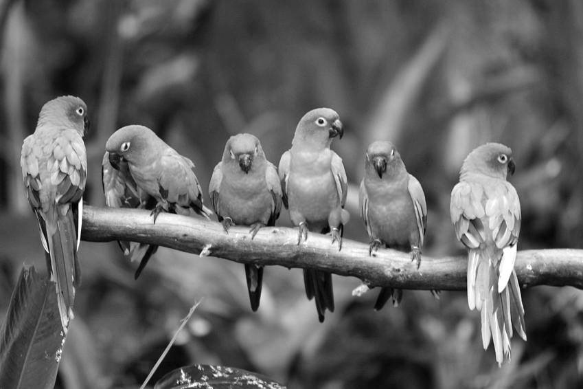 alice-le-guiffant-cercle-de-parole-oiseaux