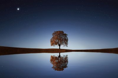 alice-le-guiffant-exercice-de-gratitude-ce-qu-il-est-encore-possible-de-faire-arbre