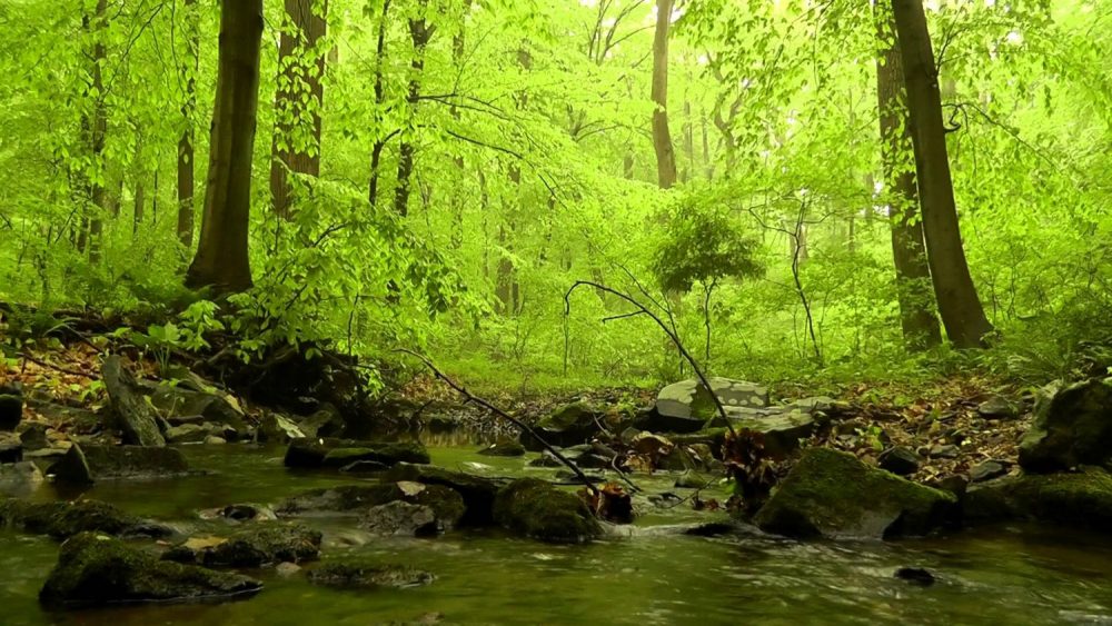 alice-le-guiffant-se-reconnecter-a-la-nature-foret