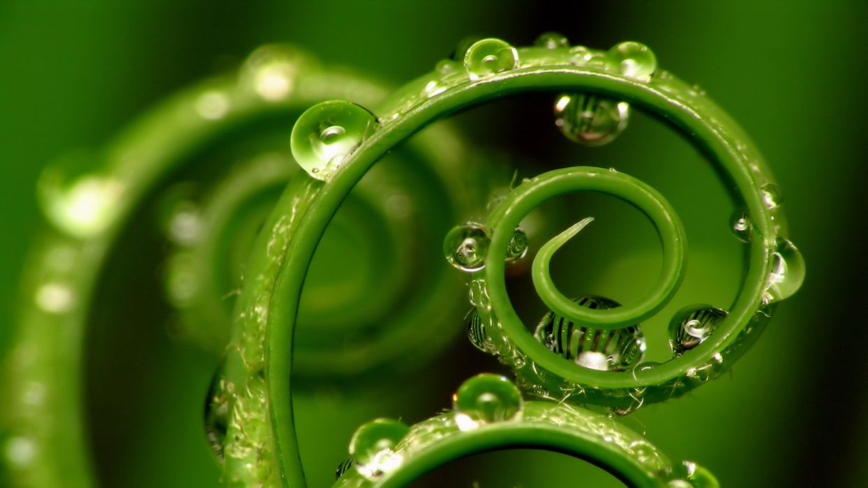 alice-le-guiffant-travail-qui-relie-spirale-plante