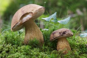 alice-le-guiffant-la-marche-champignons