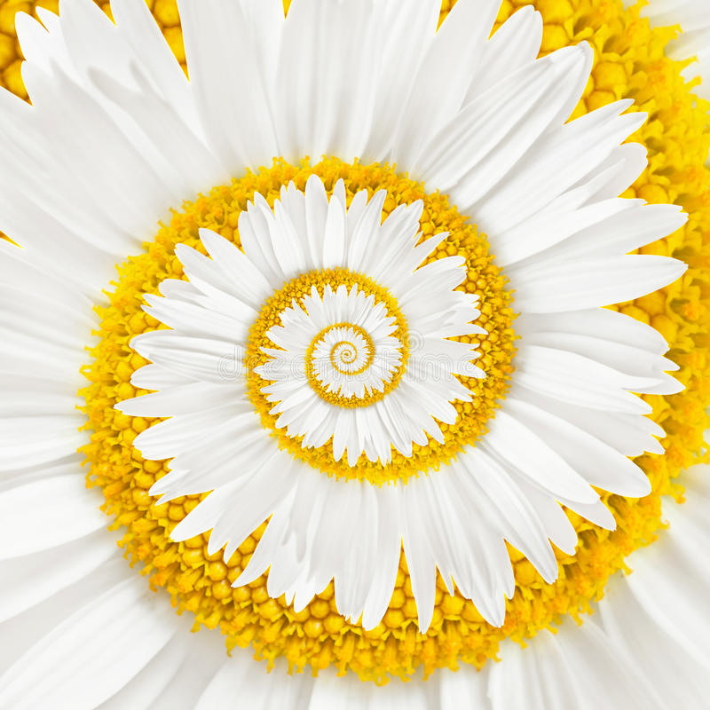 alice-le-guiffant-danser-la-relation-spirale-fleur-couleur