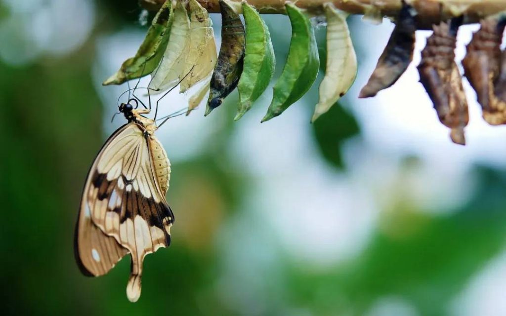 alice-le-guiffant-le-cocon-papillon