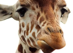 alice-le-guiffant-4-façons-de-recevoir-un-message-girafe-reflechit